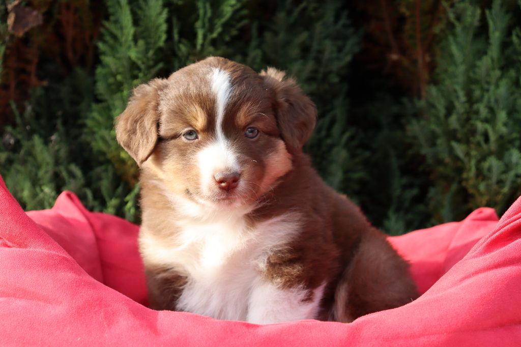 De La Source Des Merveilles - Chiots disponibles - Berger Américain Miniature 