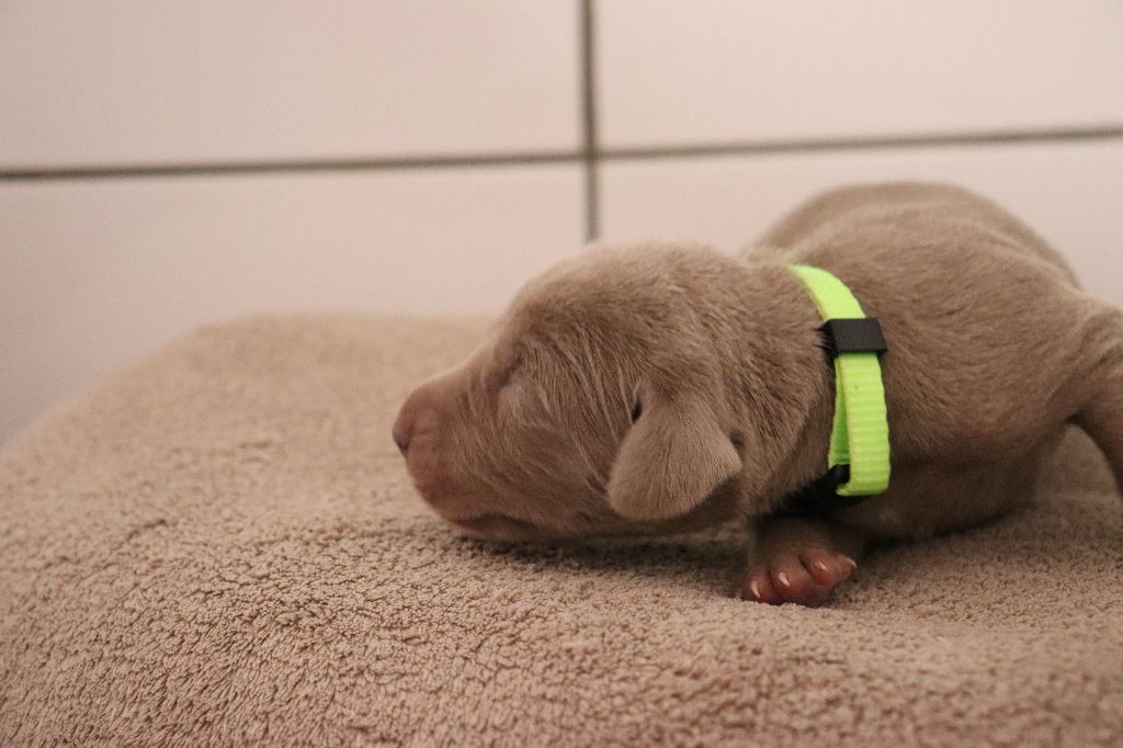 De La Source Des Merveilles - Chiots disponibles - Braque de Weimar