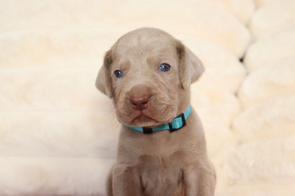 De La Source Des Merveilles - Chiots disponibles - Braque de Weimar