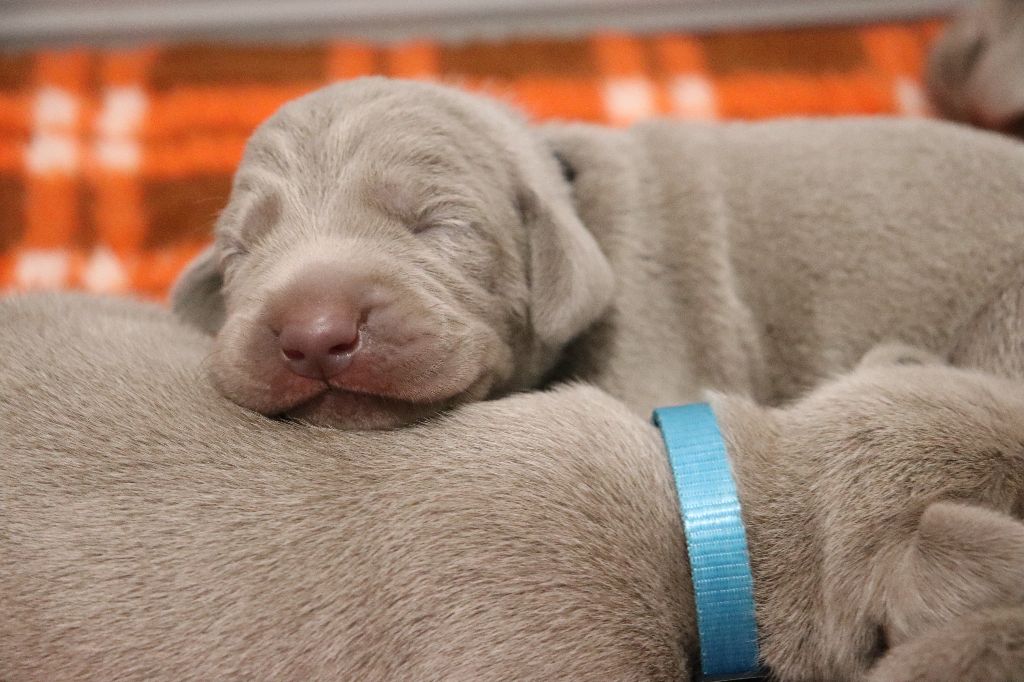 De La Source Des Merveilles - Chiots disponibles - Braque de Weimar