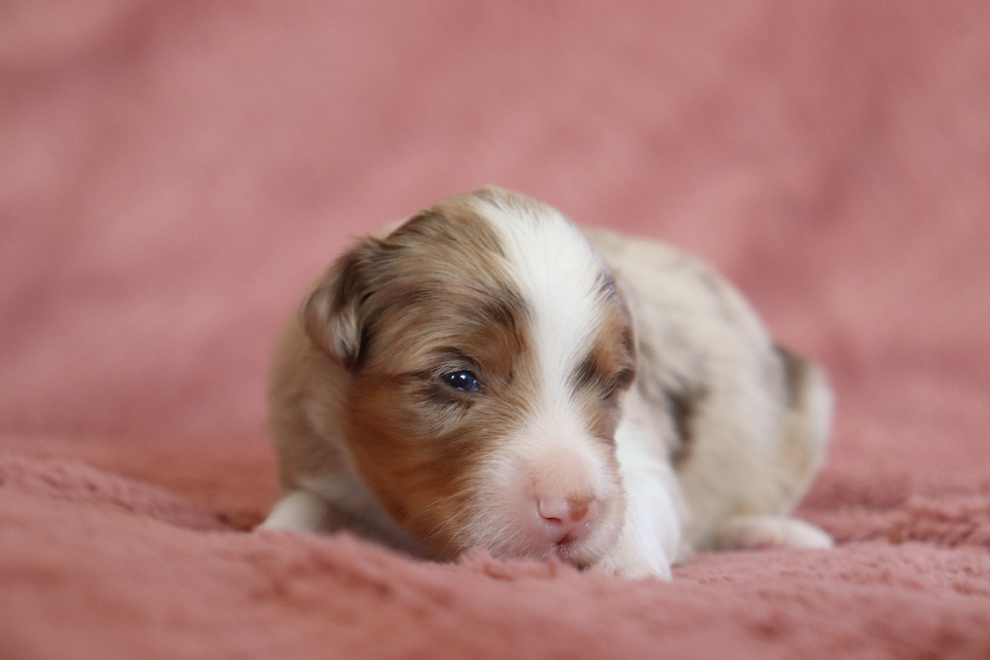 De La Source Des Merveilles - Chiots disponibles - Berger Américain Miniature 