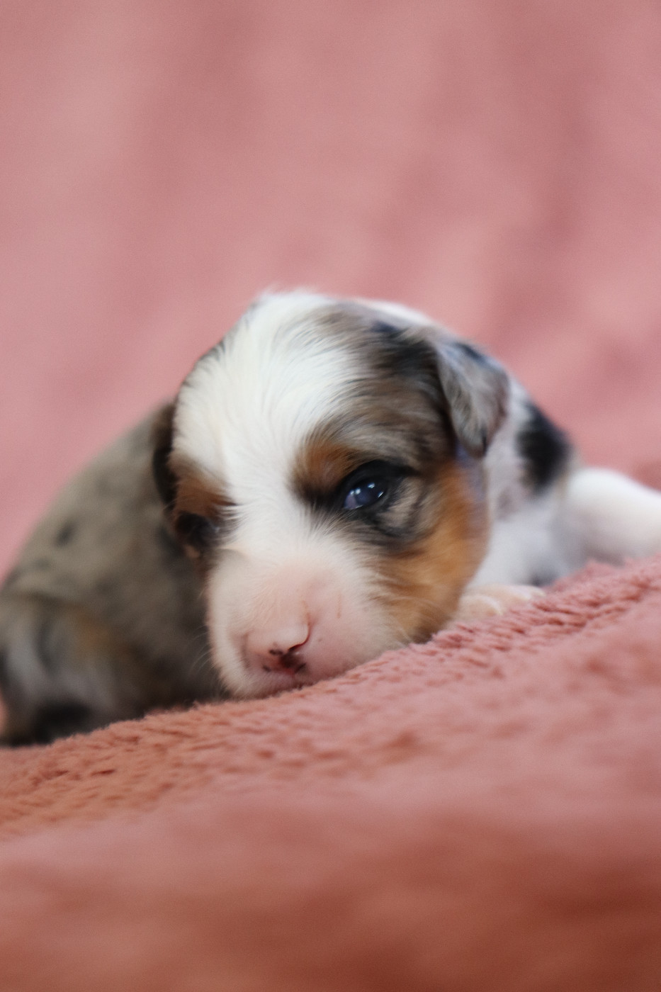 De La Source Des Merveilles - Chiots disponibles - Berger Américain Miniature 