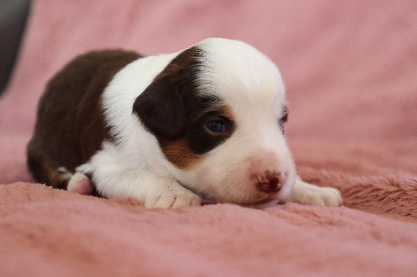 De La Source Des Merveilles - Chiots disponibles - Berger Américain Miniature 