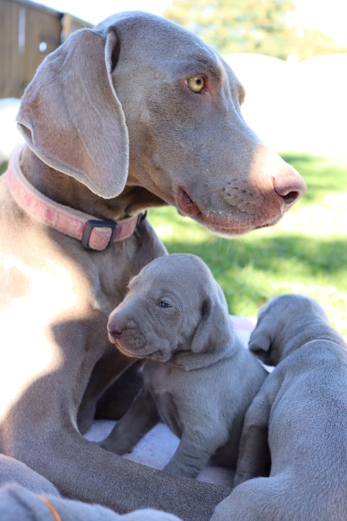 Chiot Braque de Weimar De La Source Des Merveilles