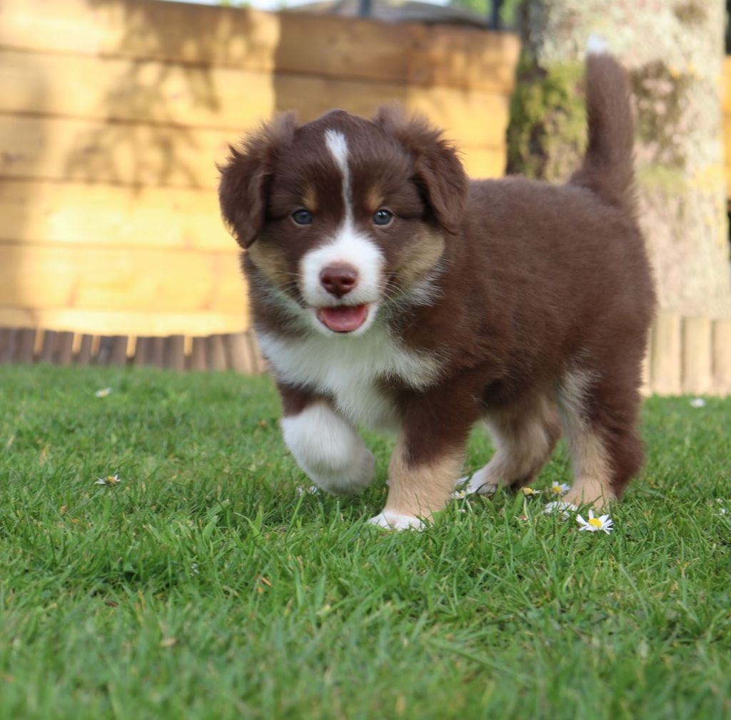 De La Source Des Merveilles - Chiots disponibles - Berger Américain Miniature 