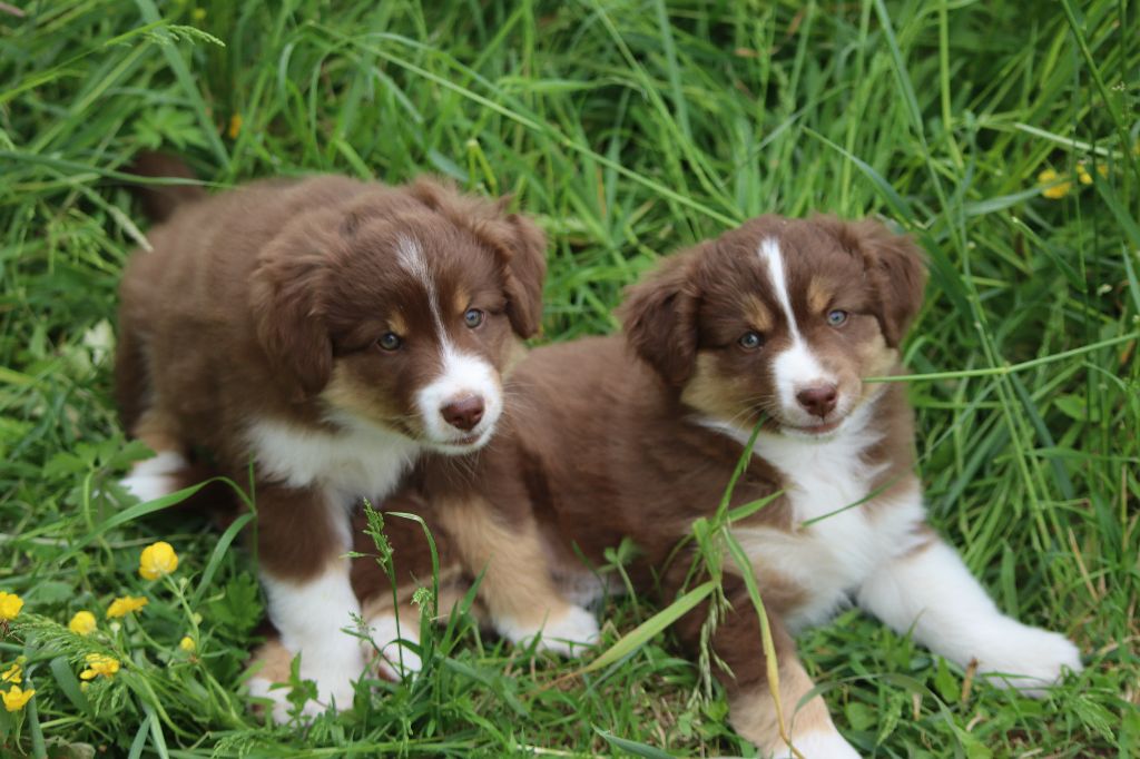 Chiot Berger Américain Miniature De La Source Des Merveilles