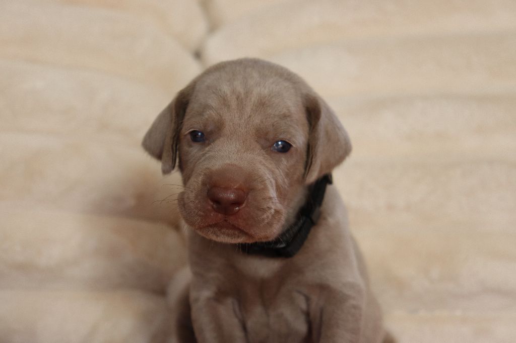 De La Source Des Merveilles - Chiots disponibles - Braque de Weimar