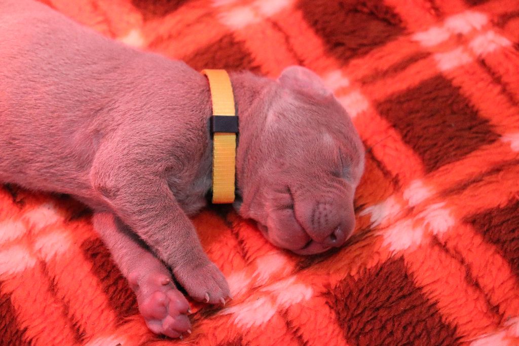 De La Source Des Merveilles - Chiots disponibles - Braque de Weimar