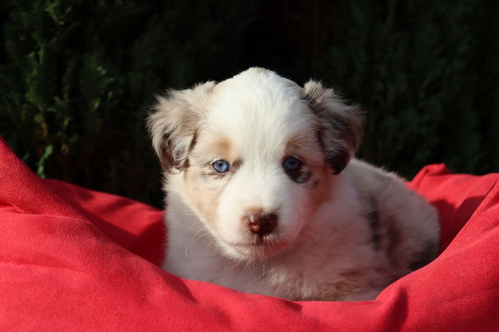 De La Source Des Merveilles - Chiots disponibles - Berger Américain Miniature 