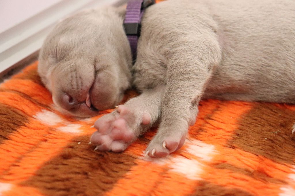 De La Source Des Merveilles - Chiots disponibles - Braque de Weimar