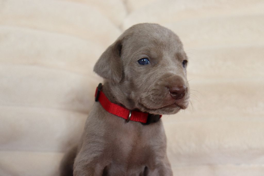 De La Source Des Merveilles - Chiots disponibles - Braque de Weimar