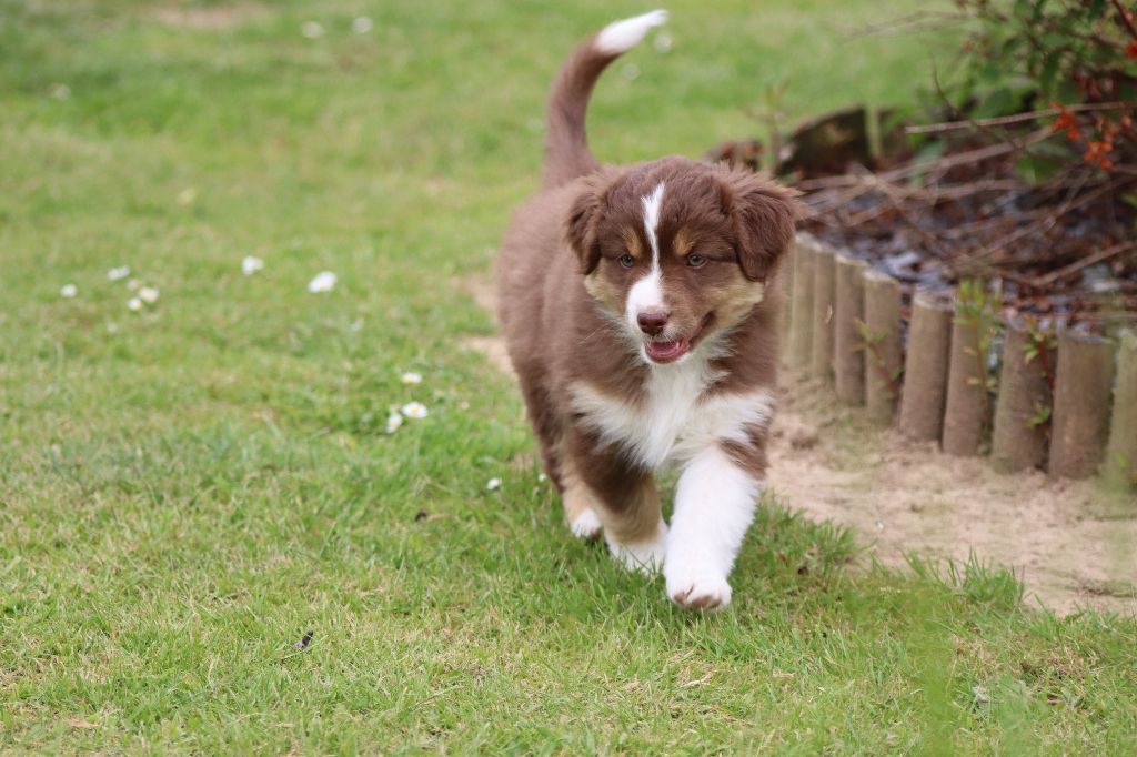 De La Source Des Merveilles - Chiots disponibles - Berger Américain Miniature 