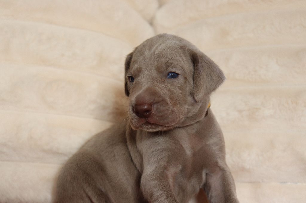 De La Source Des Merveilles - Chiots disponibles - Braque de Weimar