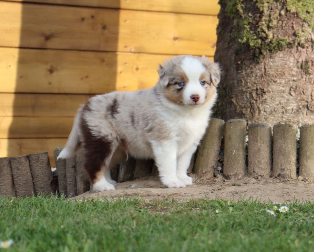 De La Source Des Merveilles - Chiots disponibles - Berger Américain Miniature 