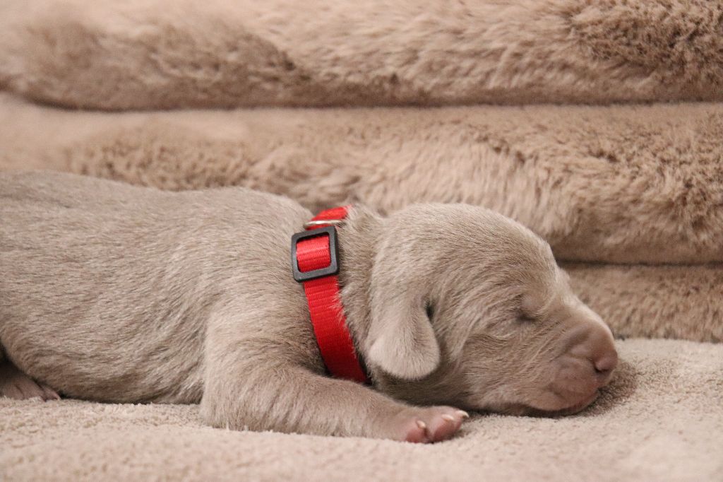 De La Source Des Merveilles - Chiots disponibles - Braque de Weimar