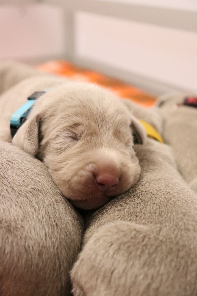 De La Source Des Merveilles - Chiots disponibles - Braque de Weimar