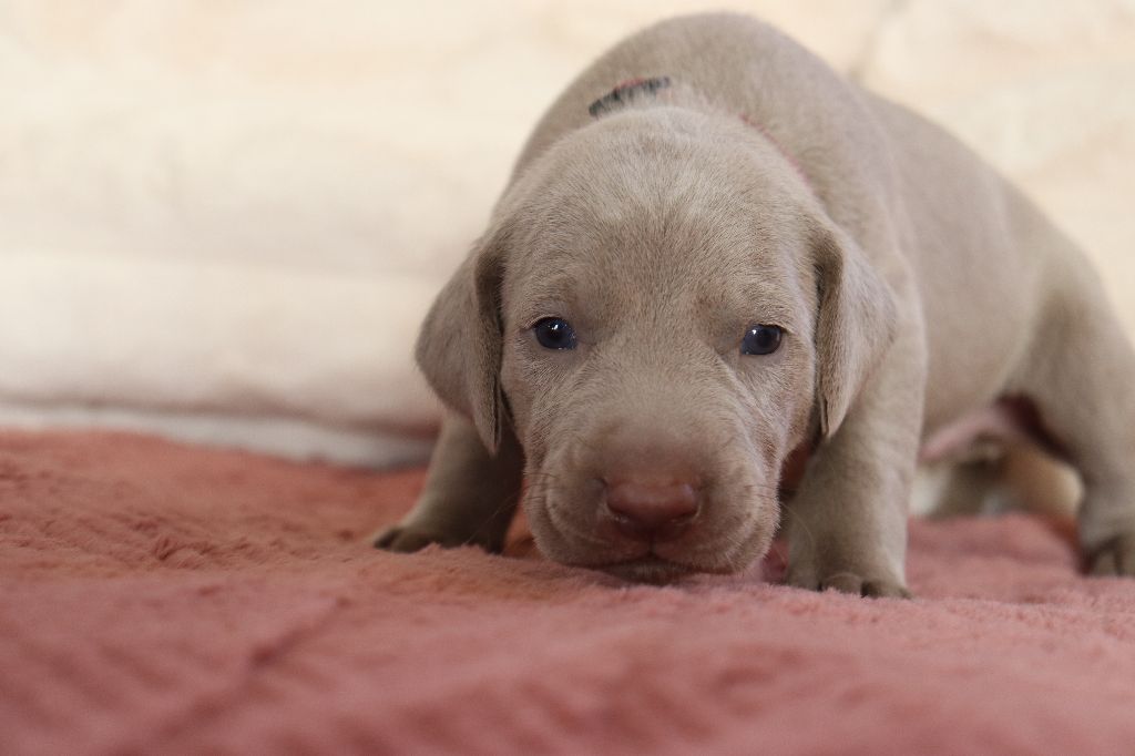 De La Source Des Merveilles - Chiots disponibles - Braque de Weimar