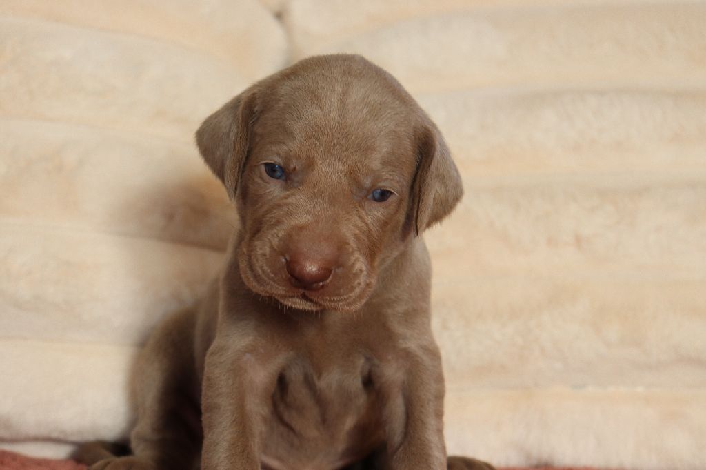 De La Source Des Merveilles - Chiots disponibles - Braque de Weimar