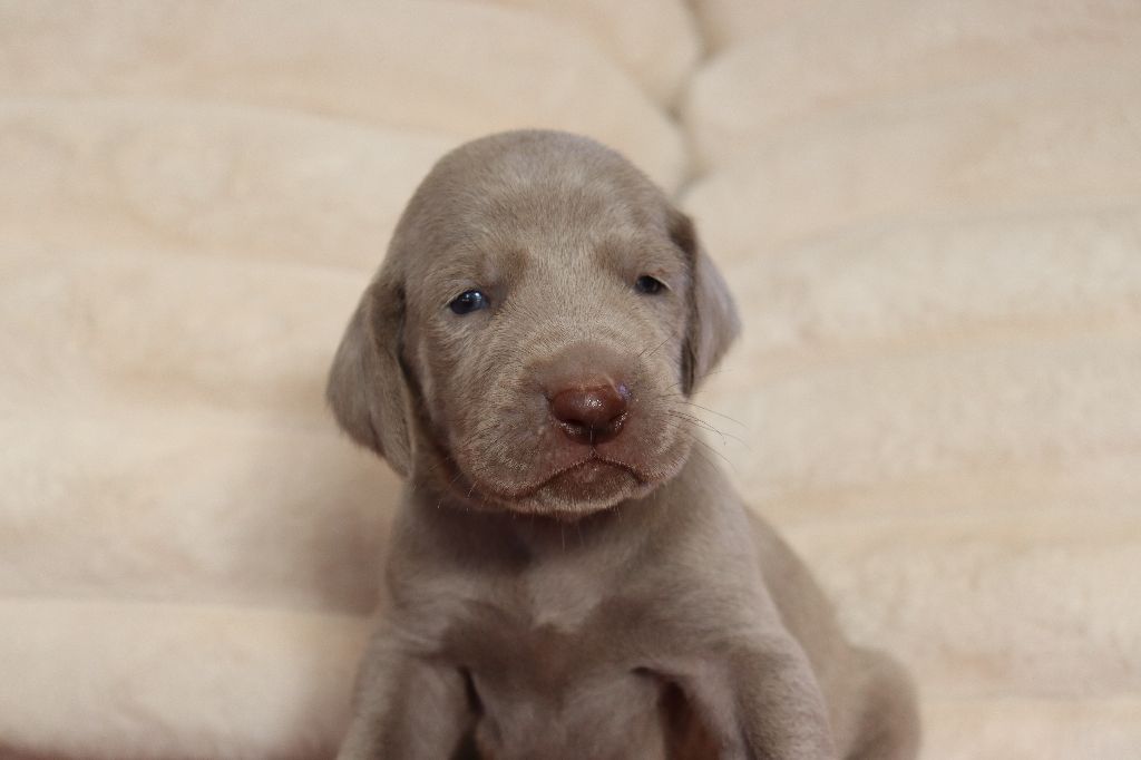 De La Source Des Merveilles - Chiots disponibles - Braque de Weimar