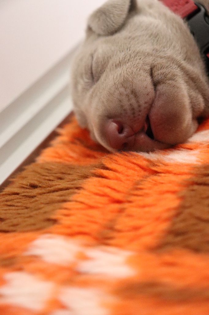 De La Source Des Merveilles - Chiots disponibles - Braque de Weimar